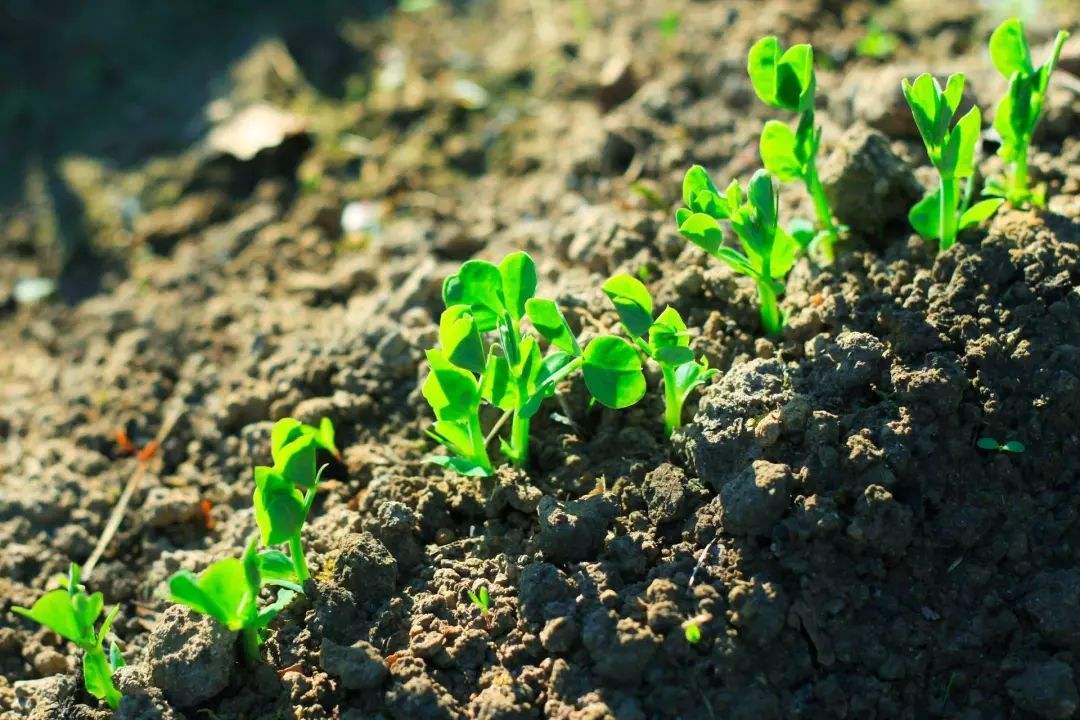 测土仪器科学指导农民实施施肥活动