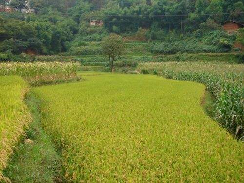 土壤重金属检测仪