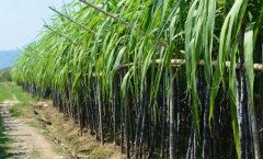 土壤肥力检测仪实现玉州甘蔗合理化施肥