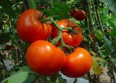 家用土壤检测仪提升胶北西红柿种植产量